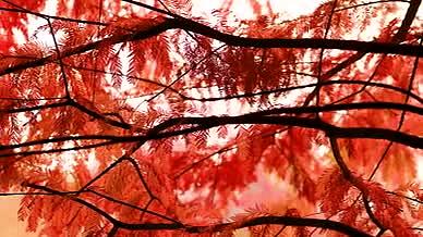 实拍8k红色的秋叶视频的预览图